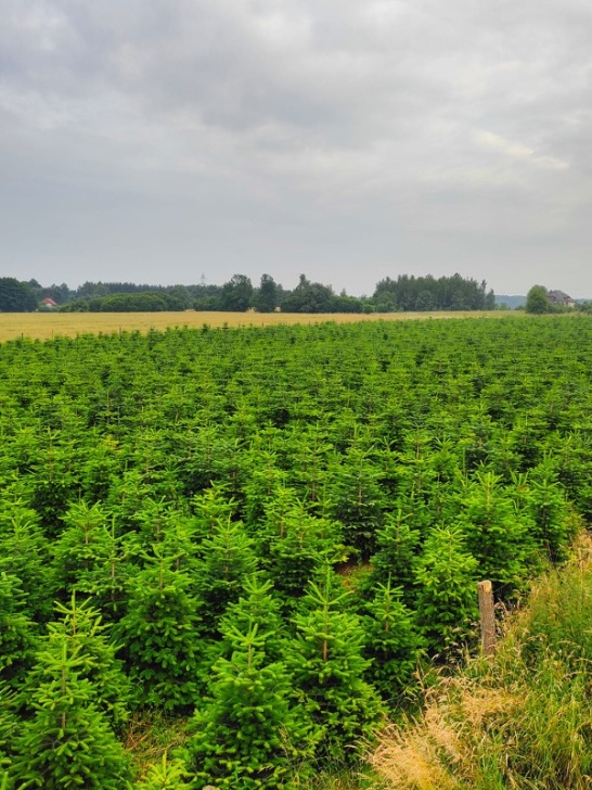 Plantacja choinek Ogrodnictwa Wieczorek