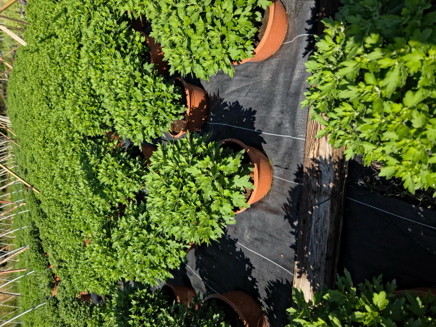Alejki między rzędami chryzantem na plantacji