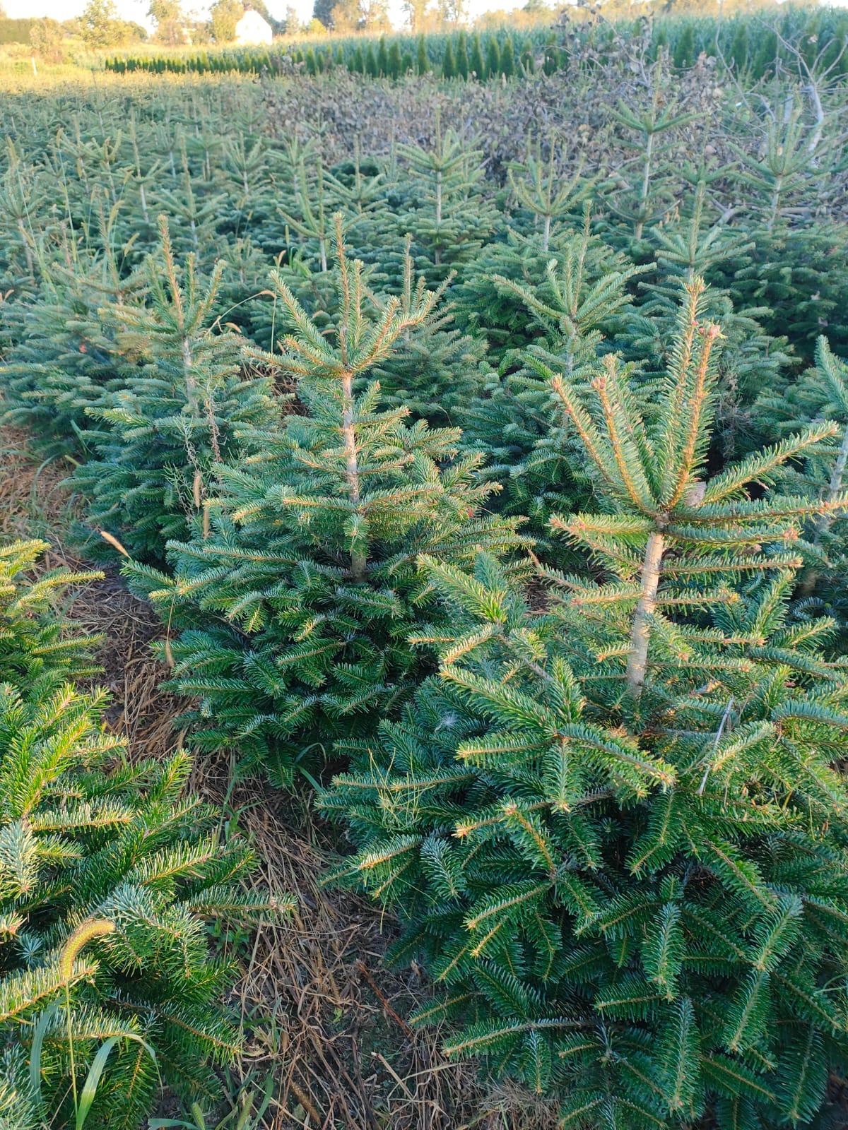 Widok plantacji choinek Ogrodnictwa Wieczorek