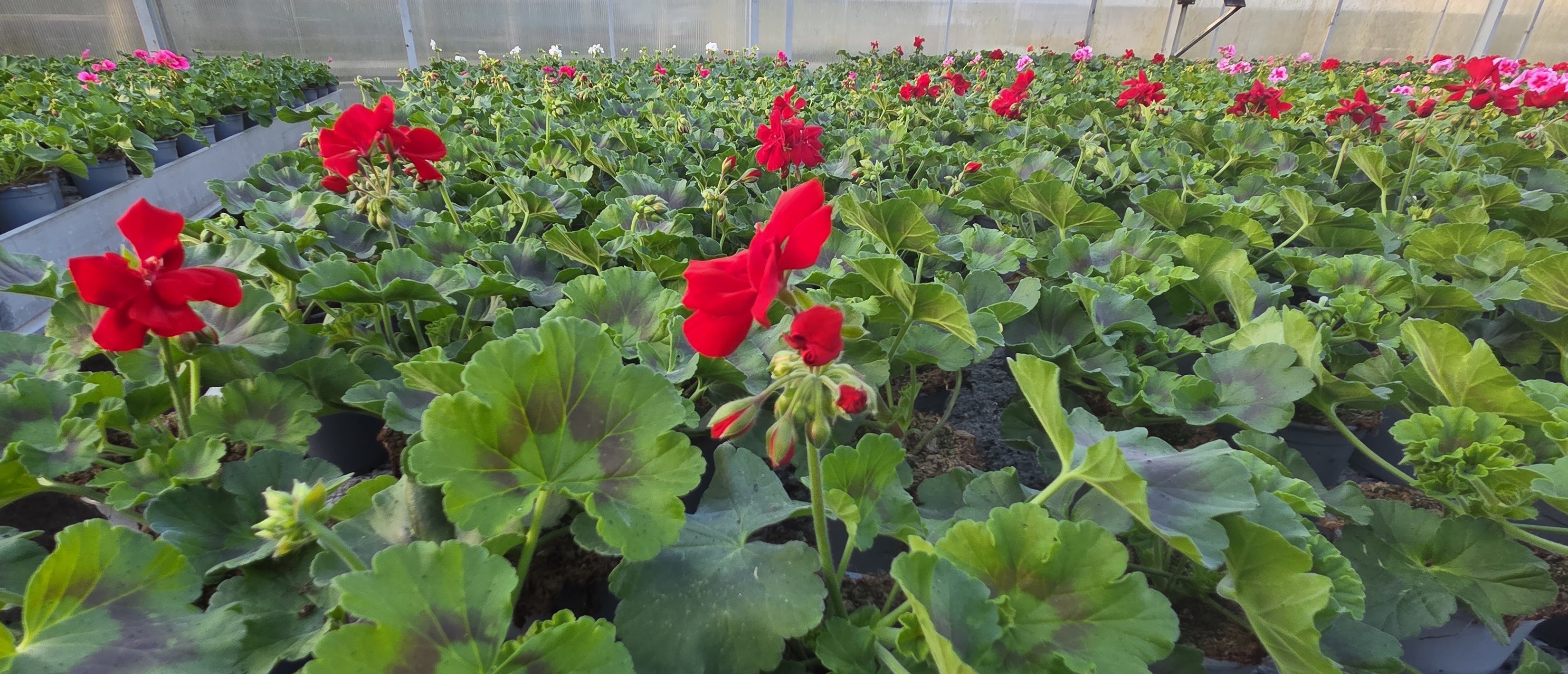 Czerwone pelargonie w szklarni o wschodzie słońca