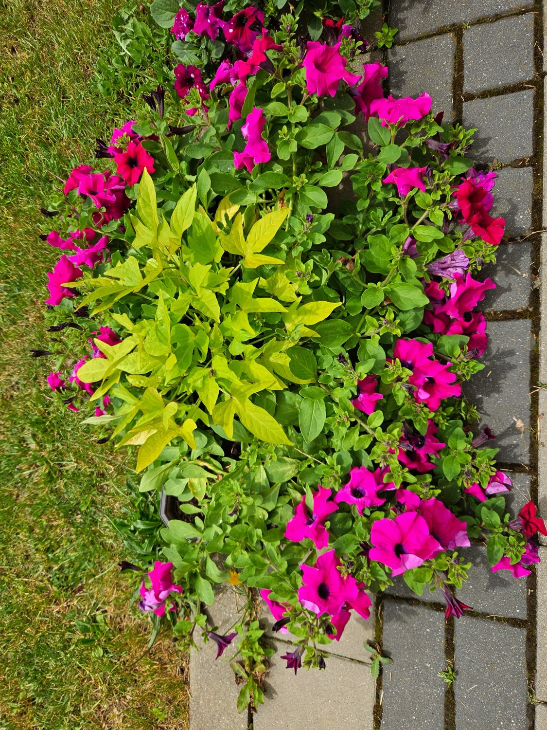 Fioletowo-magenta kompozycja petunii z jasnozieloną batatą