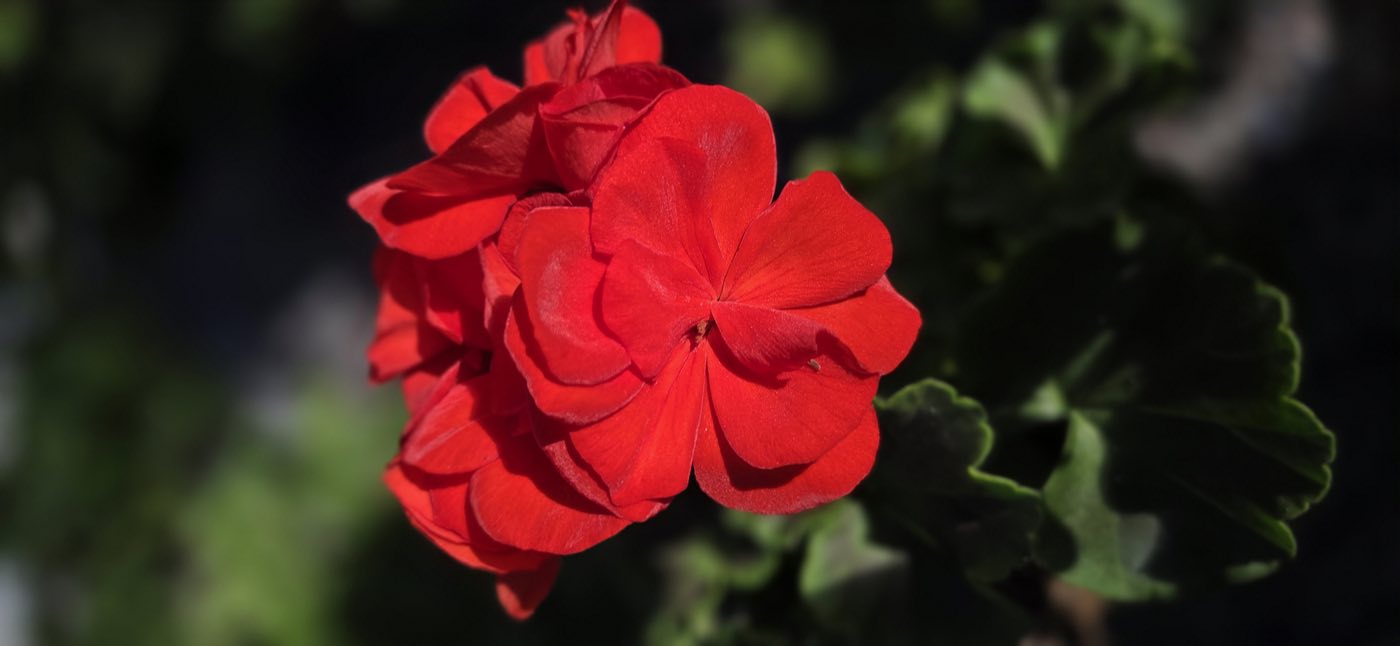Czerwony kwiat pelargonii z bliska