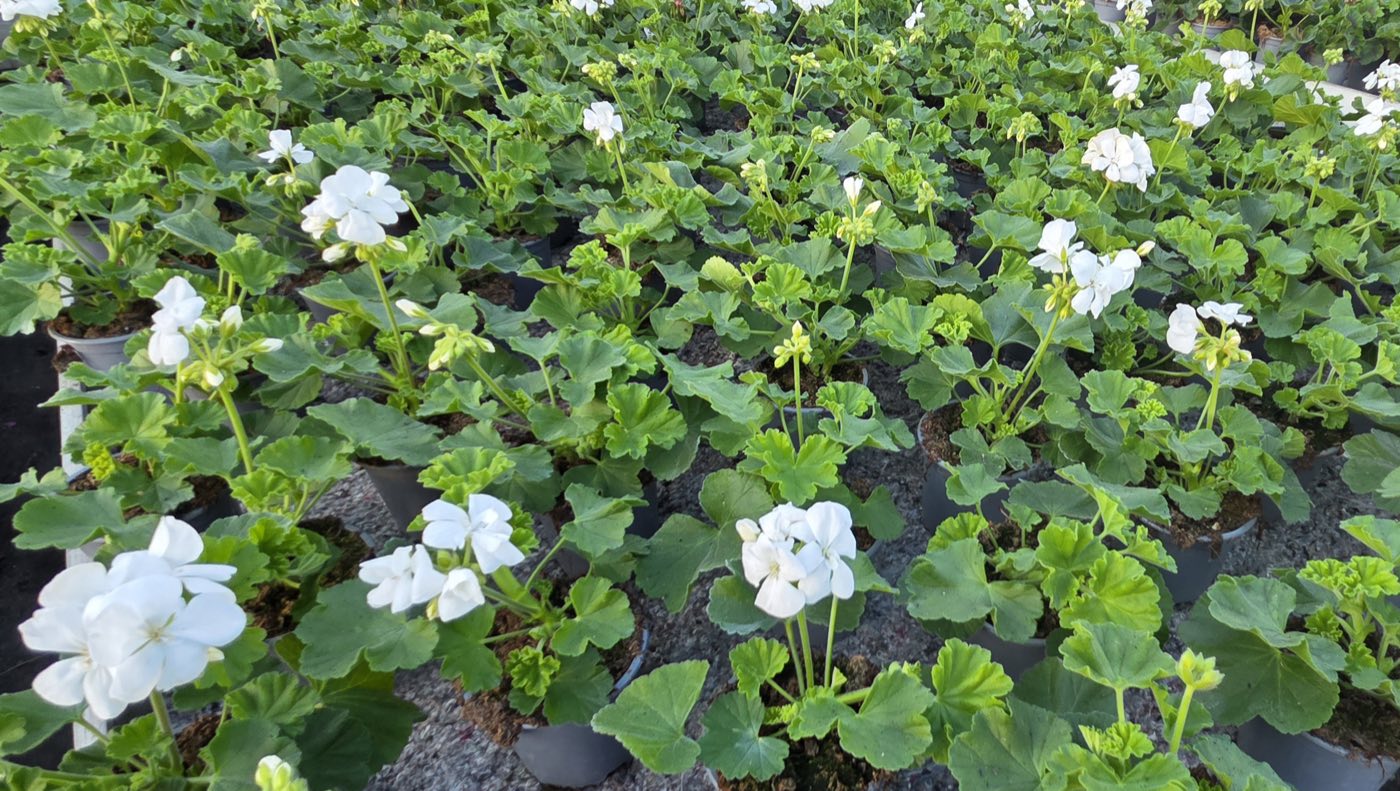 Rzędy kolorowych pelargonii w szklarni
