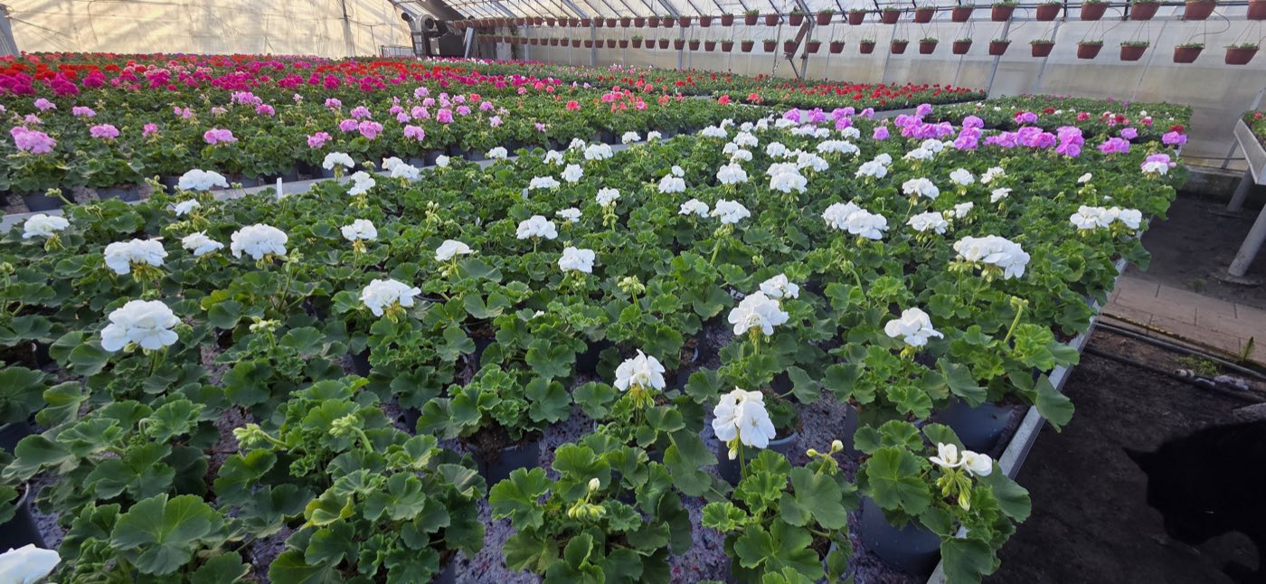 Różowy kwiat pelargonii z bliska