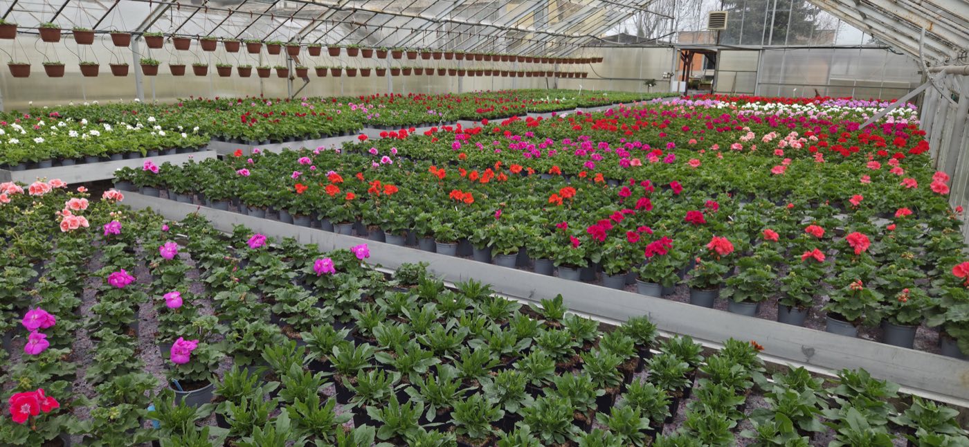 Szklarnia pełna kolorowych pelargonii i petunii