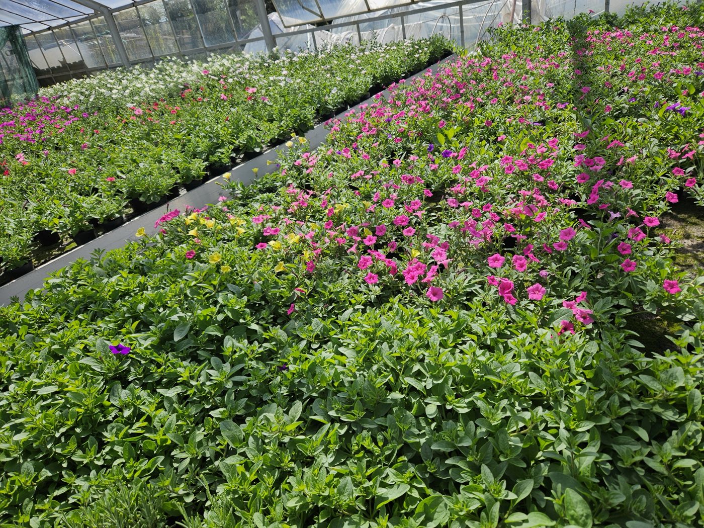 Rzędy kolorowych pelargonii i petunii w szklarni