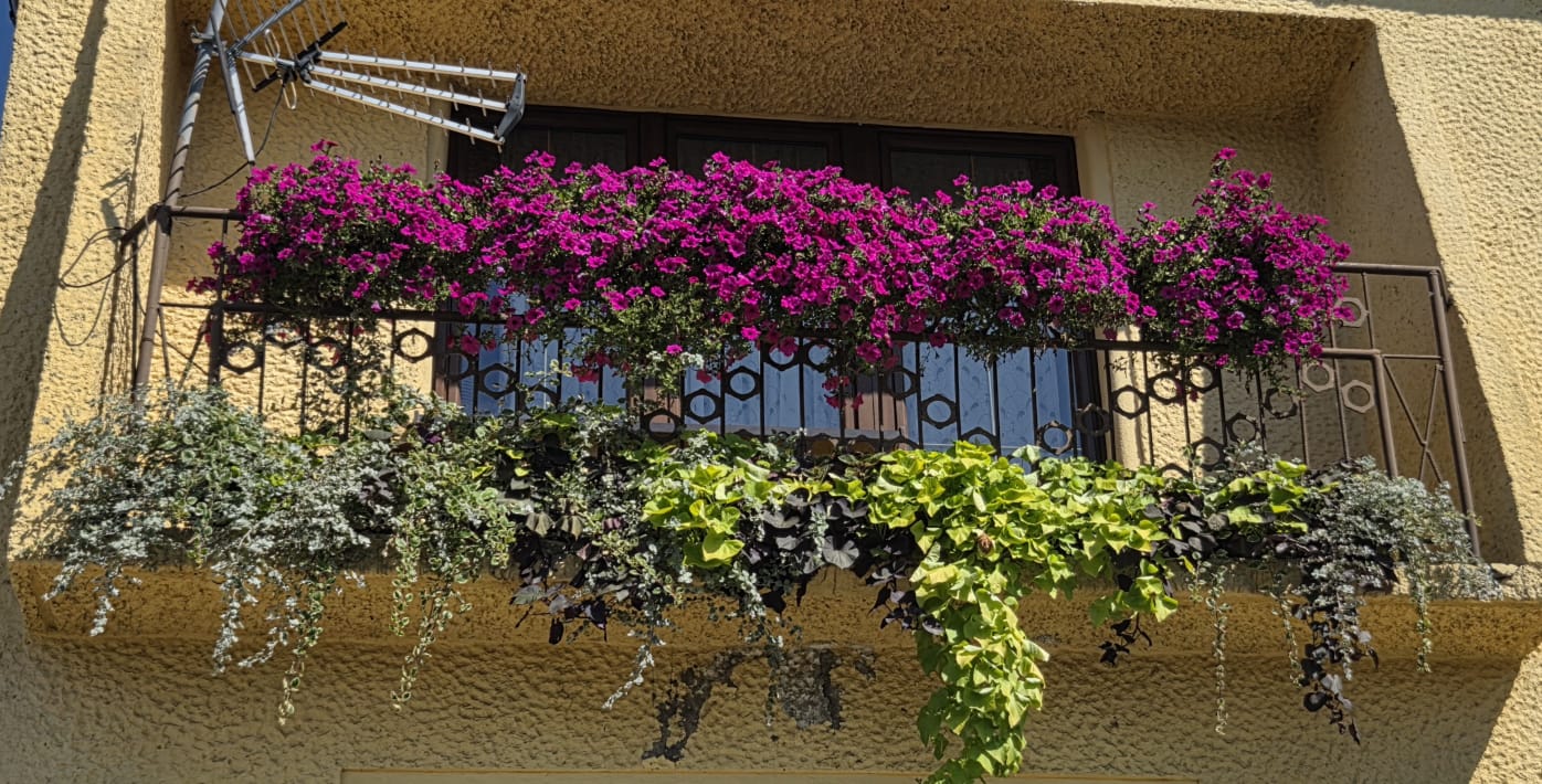 Balkon obficie obsadzony różowymi petuniami i zwisającą zielenią