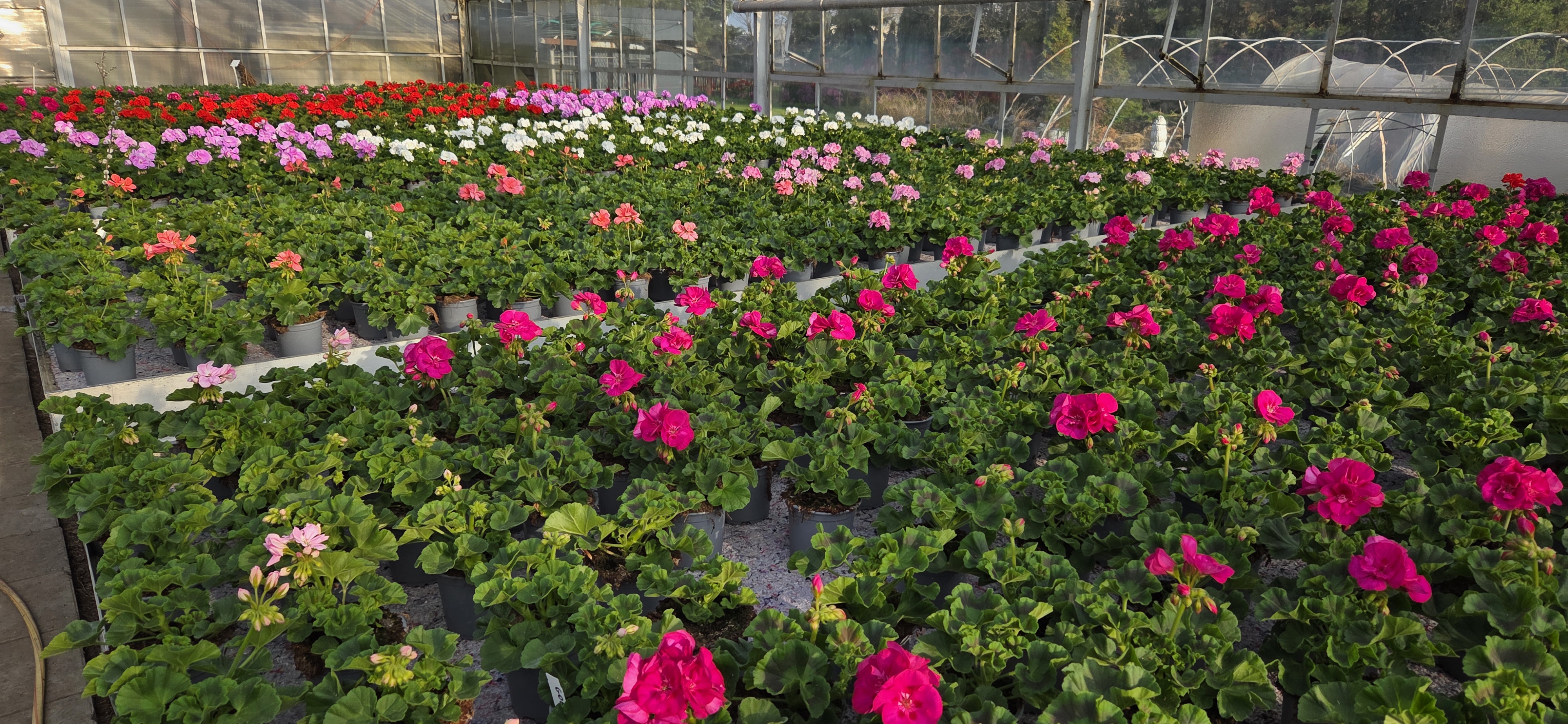 Szklarnia pełna kolorowych pelargonii w rzędach donic